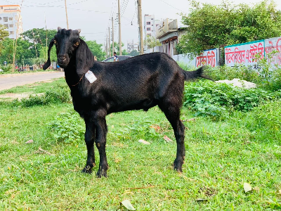 Buy দেশী ছাগল (21.8 KG)  At Best Price In Bangladesh