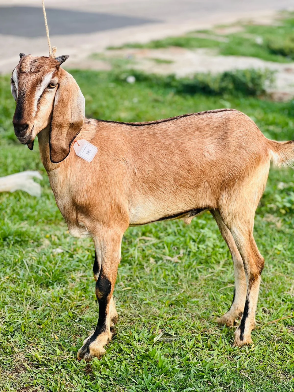 Buy দেশী ছাগল (23.7 KG) At Best Price In Bangladesh