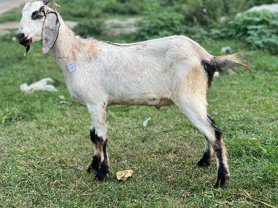 Buy দেশী ছাগল (21.9KG) At Best Price In Bangladesh