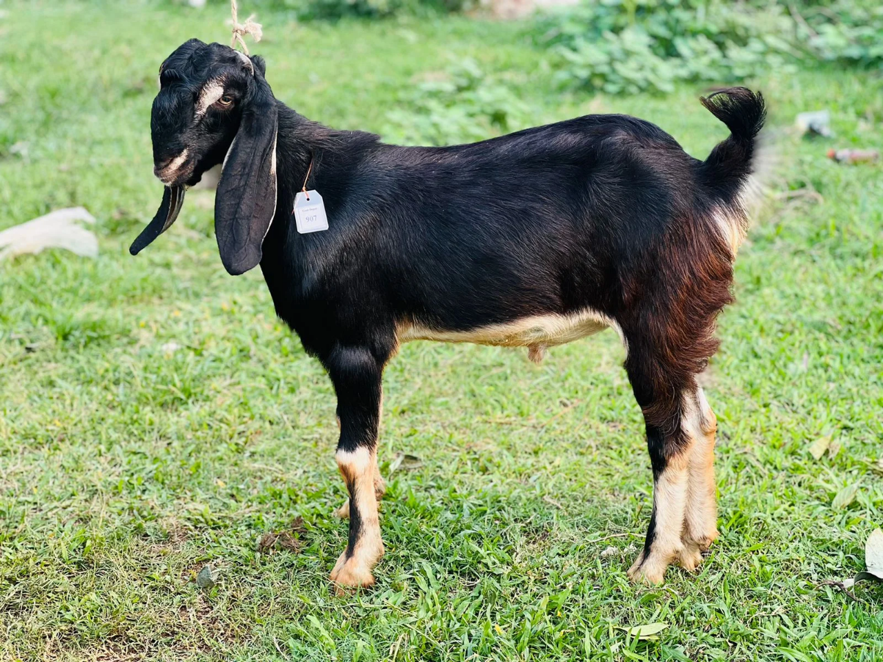 Buy দেশী ছাগল (26.1KG)   At Best Price In Bangladesh