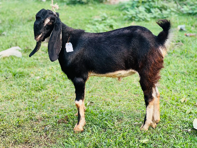 Buy দেশী ছাগল (26.1KG)   At Best Price In Bangladesh