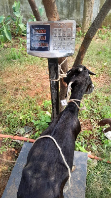 Buy দেশী ছাগল (23.9KG)  At Best Price In Bangladesh