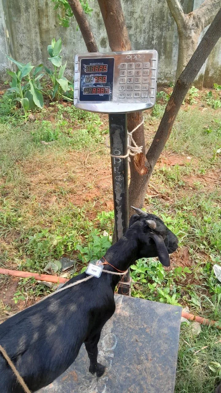 Buy দেশী ছাগল (15.2KG)   At Best Price In Bangladesh