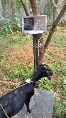 Buy দেশী ছাগল (15.2KG)   At Best Price In Bangladesh