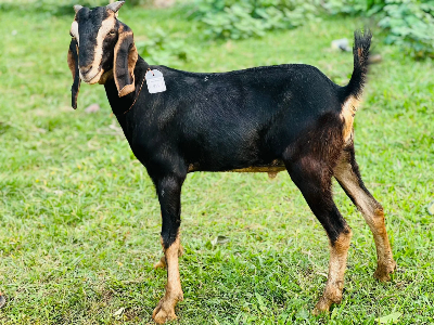 Buy দেশী ছাগল (20.7KG)  At Best Price In Bangladesh