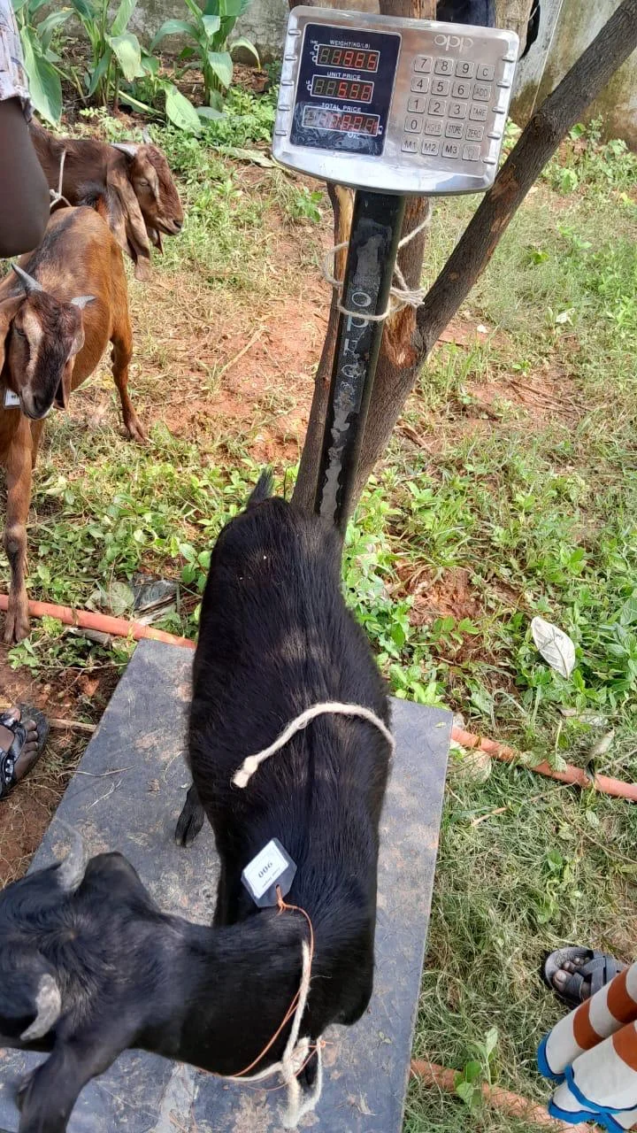 Buy দেশী ছাগল (19.6KG) At Best Price In Bangladesh