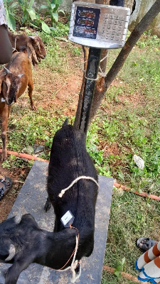 Buy দেশী ছাগল (19.6KG) At Best Price In Bangladesh