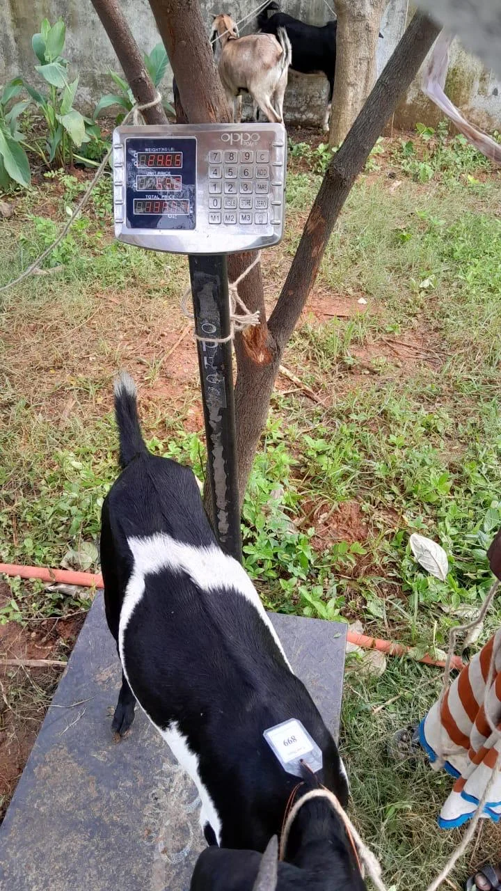 Buy দেশী ছাগল (24.6KG) At Best Price In Bangladesh