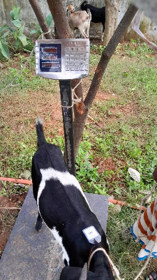 Buy দেশী ছাগল (24.6KG) At Best Price In Bangladesh