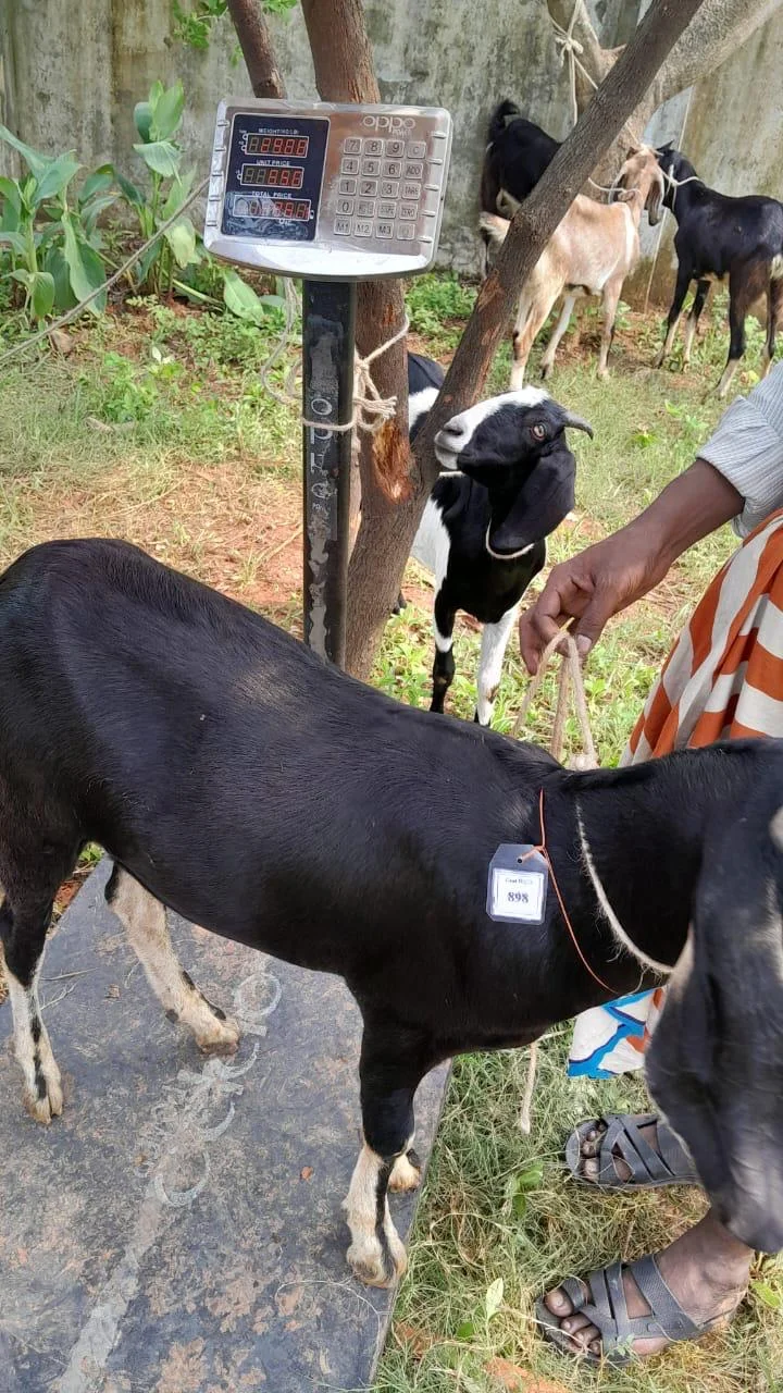 Buy দেশী ছাগল (29KG)  At Best Price In Bangladesh