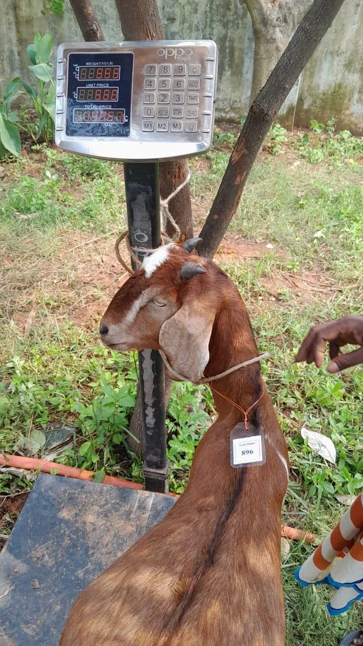 Buy দেশী ছাগল (25.6KG)   At Best Price In Bangladesh