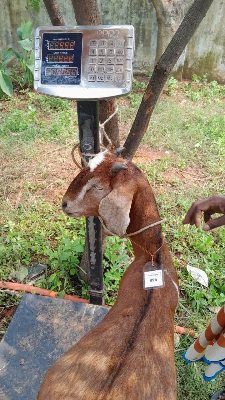 Buy দেশী ছাগল (25.6KG)   At Best Price In Bangladesh