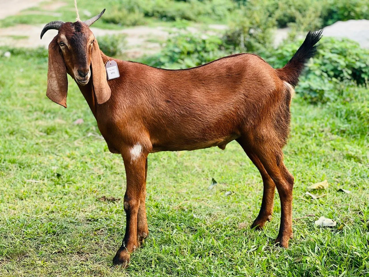 Buy দেশী ছাগল (40.2KG)  At Best Price In Bangladesh