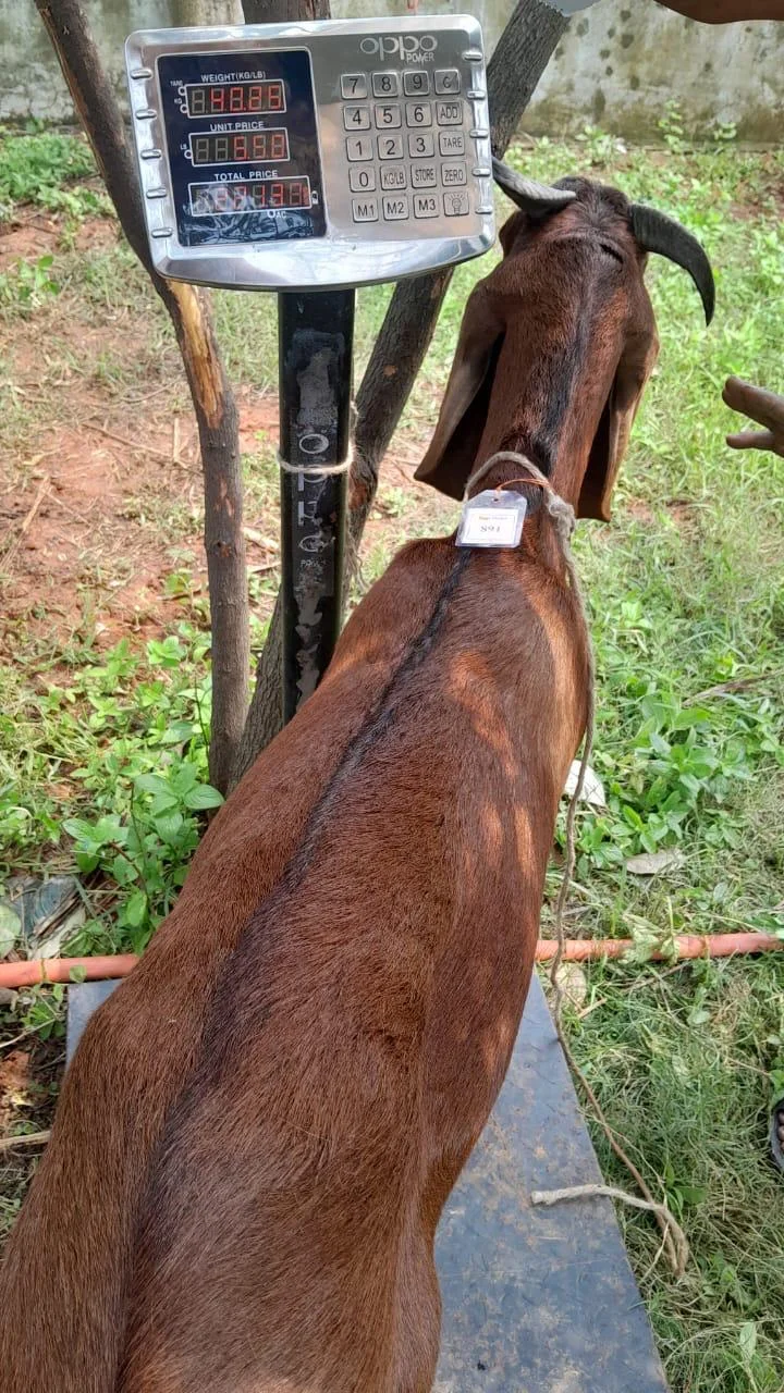 Buy দেশী ছাগল (40.2KG)  At Best Price In Bangladesh