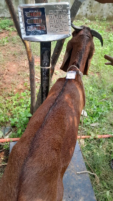 Buy দেশী ছাগল (40.2KG)  At Best Price In Bangladesh