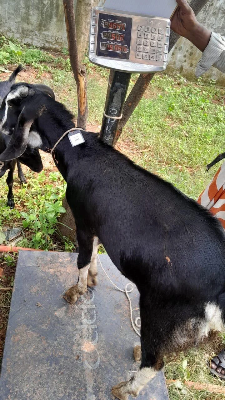 Buy দেশী ছাগল (30.1KG)  At Best Price In Bangladesh