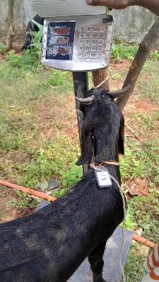 Buy দেশী ছাগল (26.9KG) At Best Price In Bangladesh