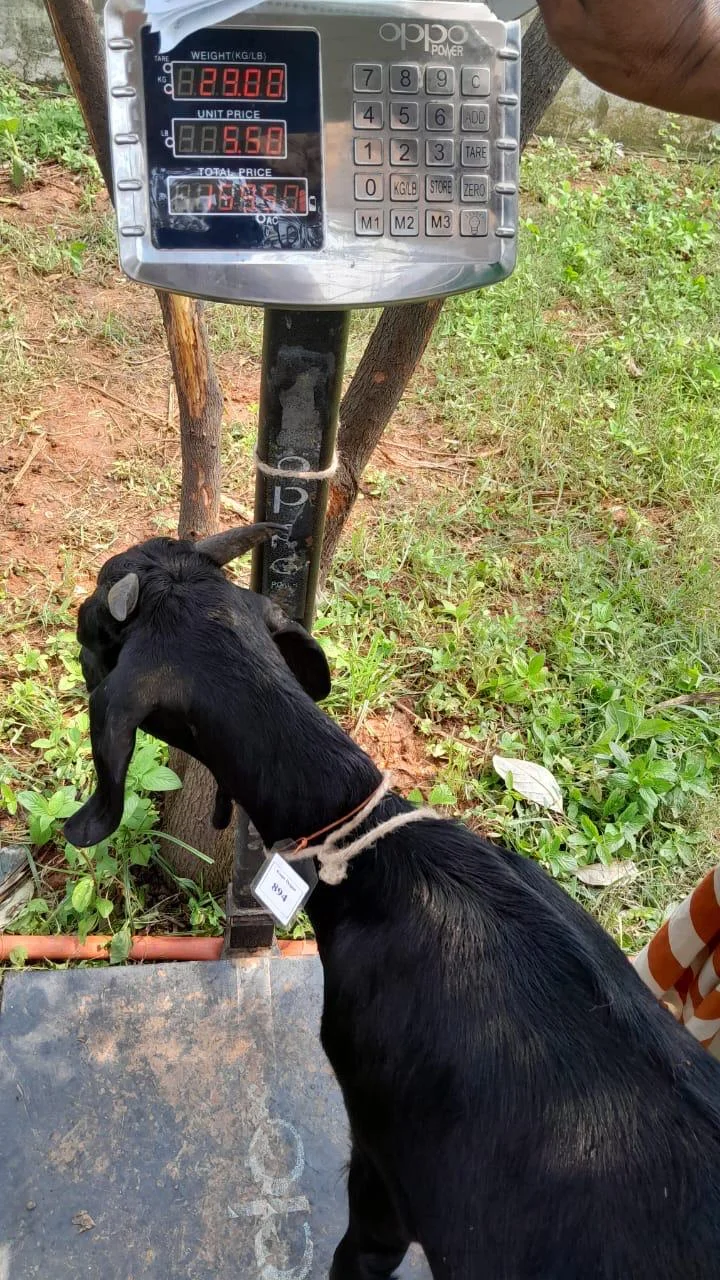 Buy দেশী ছাগল (29KG)  At Best Price In Bangladesh