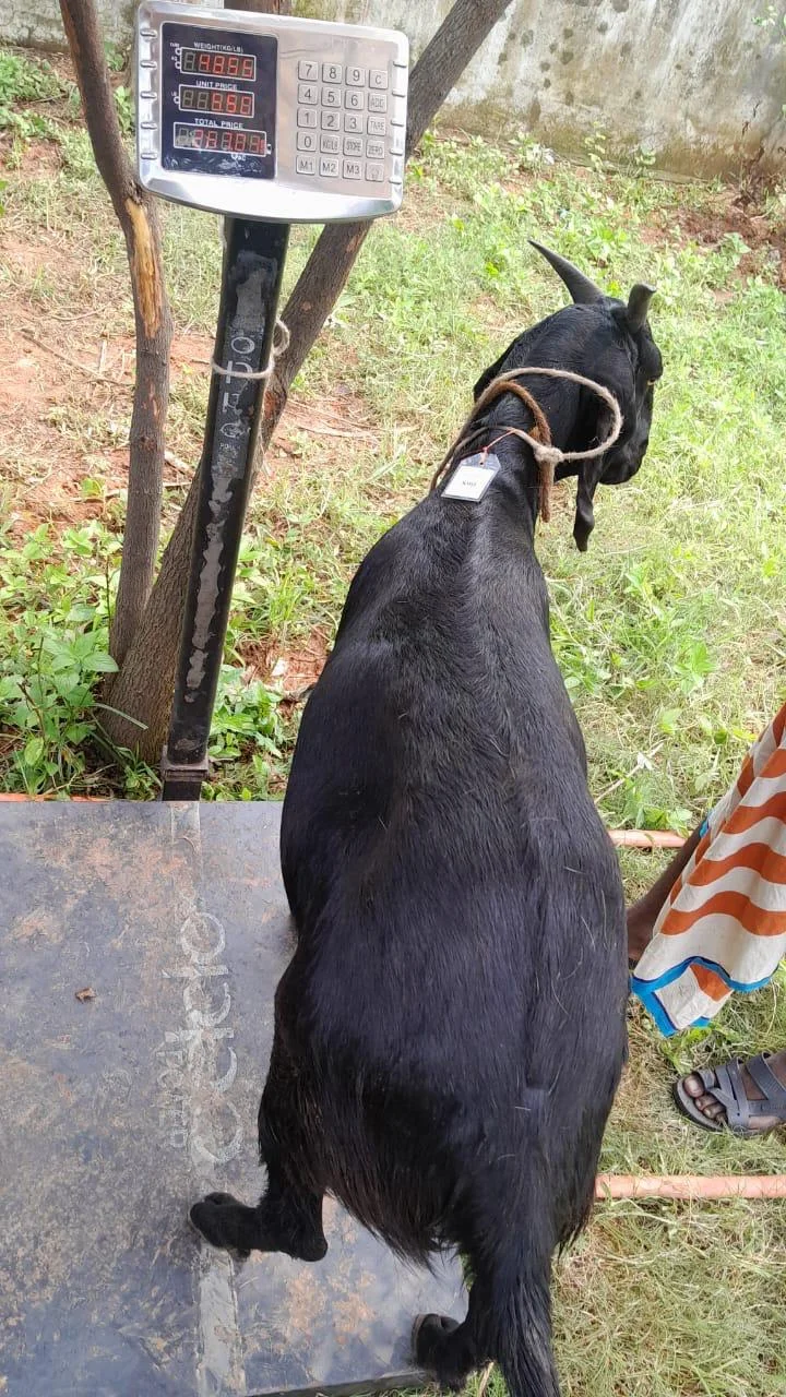 Buy দেশী ছাগল (27.6KG)  At Best Price In Bangladesh