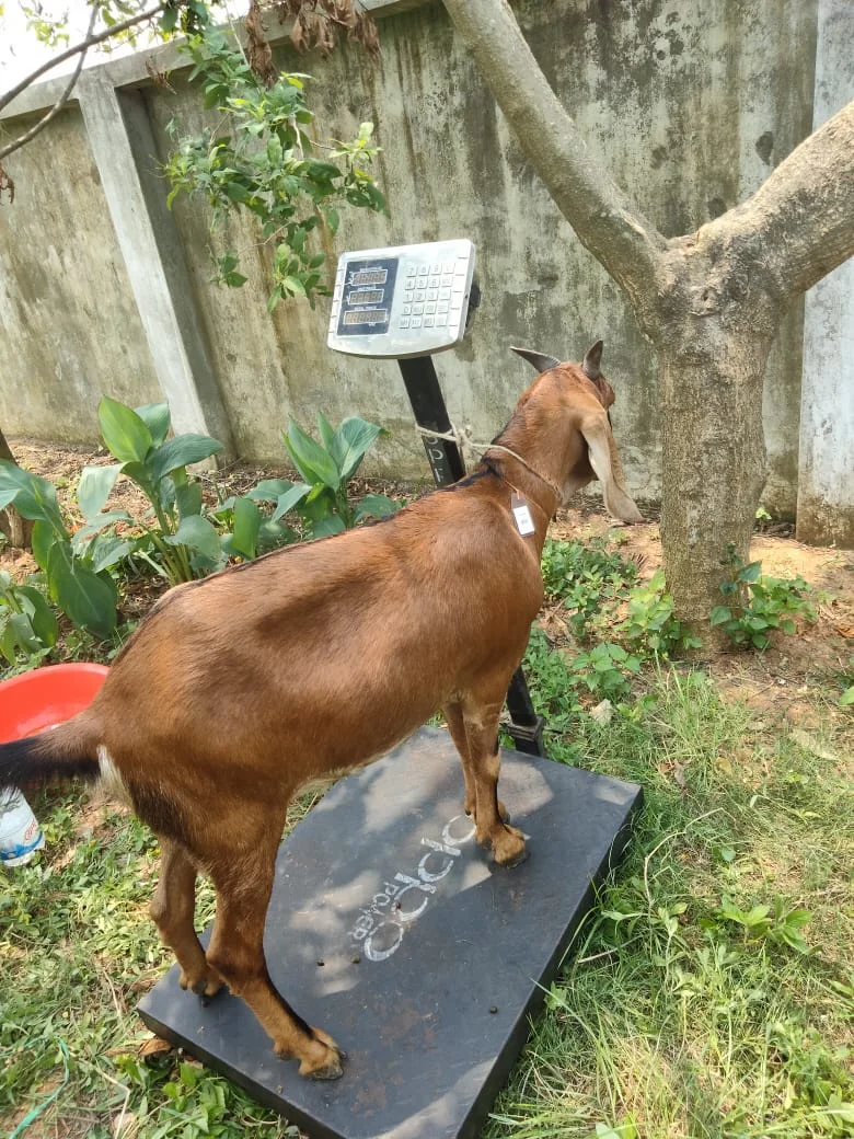 Buy দেশী ছাগল41.5KG) At Best Price In Bangladesh