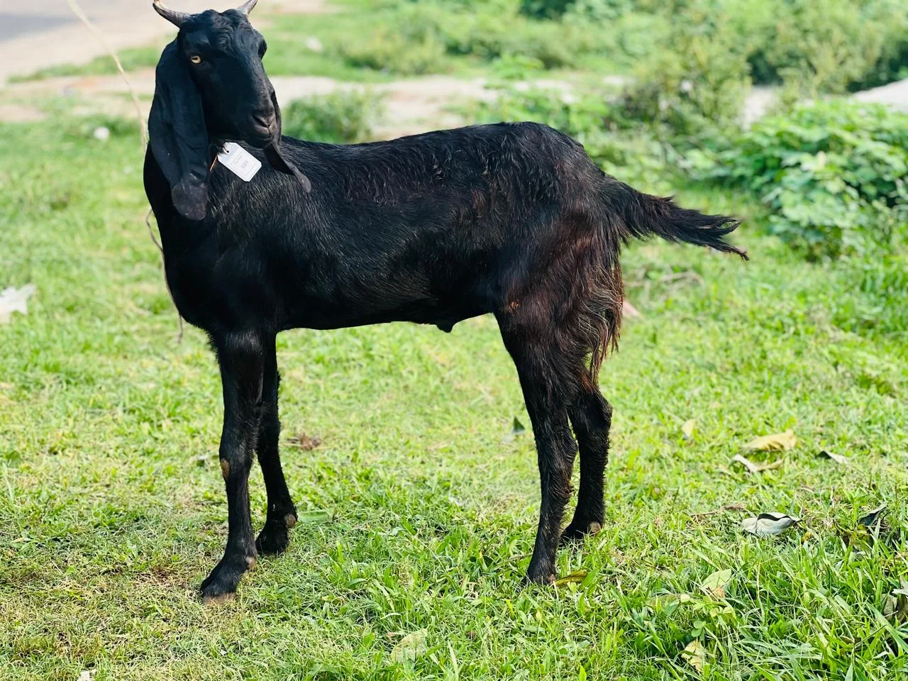 Buy দেশী ছাগল (31.5KG)  At Best Price In Bangladesh