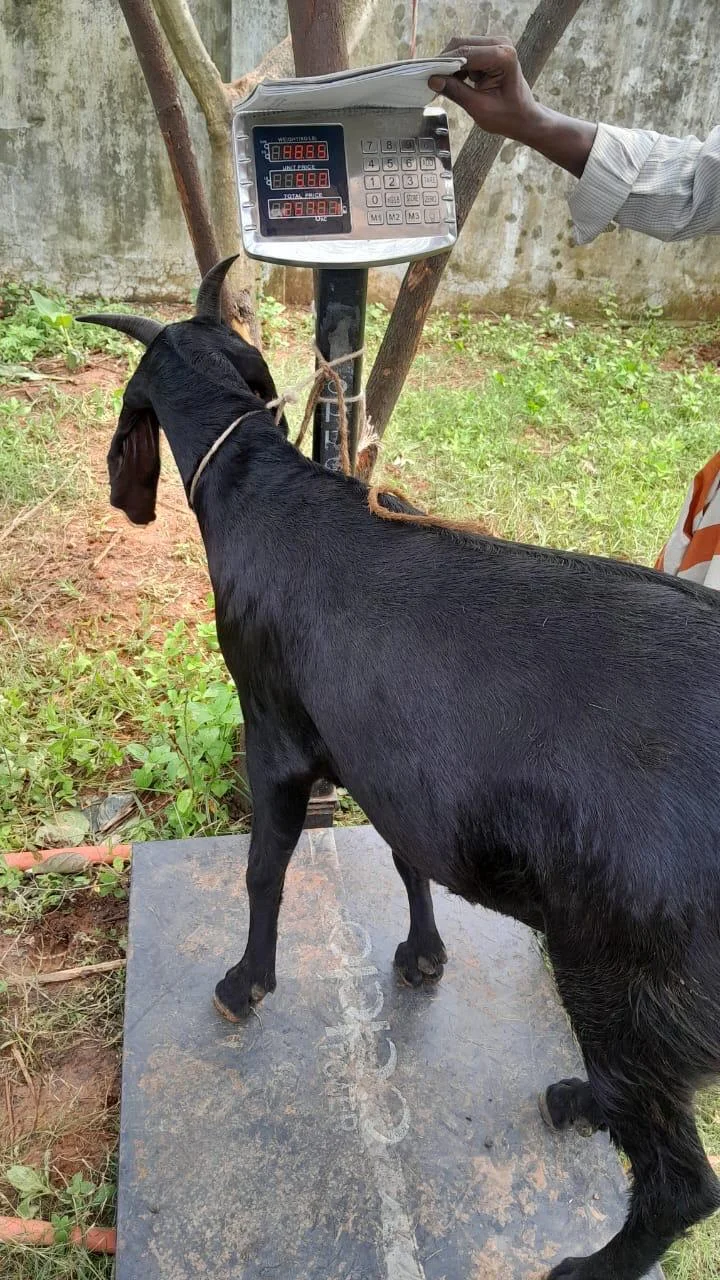 Buy দেশী ছাগল (31.5KG)  At Best Price In Bangladesh