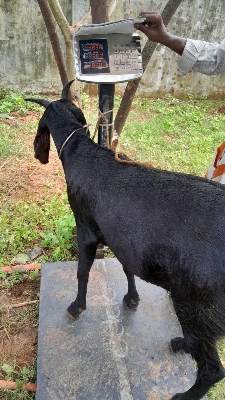 Buy দেশী ছাগল (31.5KG)  At Best Price In Bangladesh