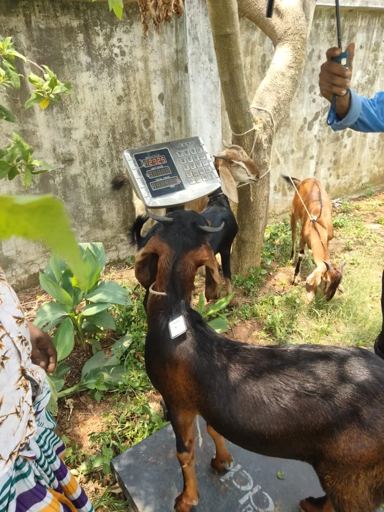 Buy  দেশী ছাগল (38 KG) At Best Price In Bangladesh