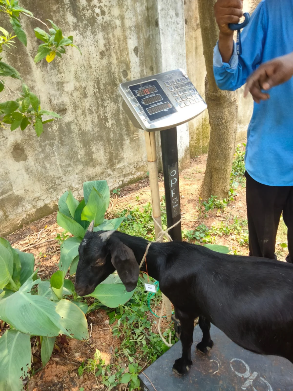 Buy দেশী ছাগল (19.4KG)  At Best Price In Bangladesh