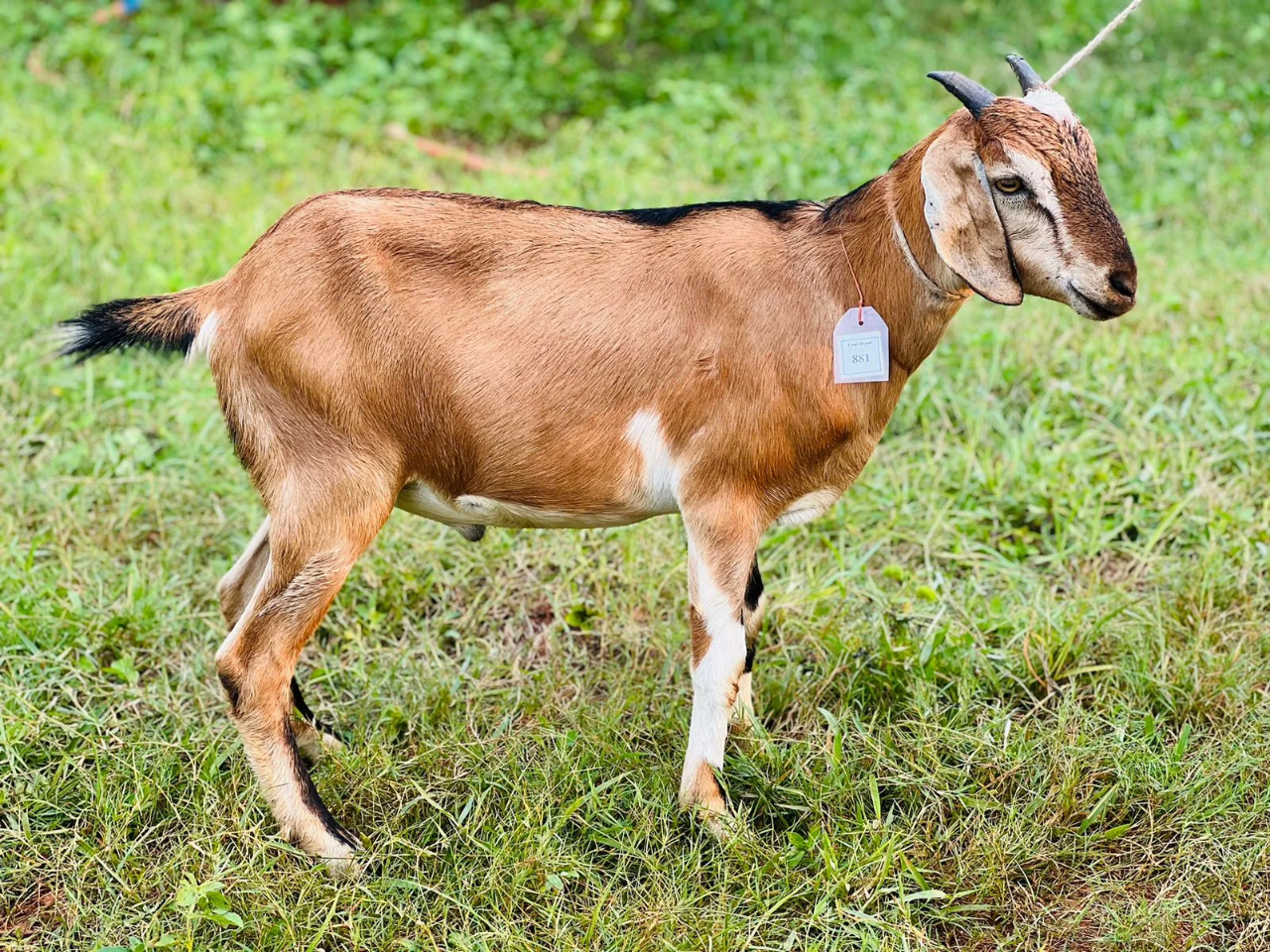 Buy দেশী ছাগল (22.3KG)  At Best Price In Bangladesh