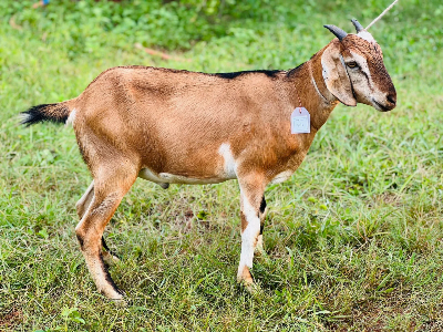 Buy দেশী ছাগল (22.3KG)  At Best Price In Bangladesh