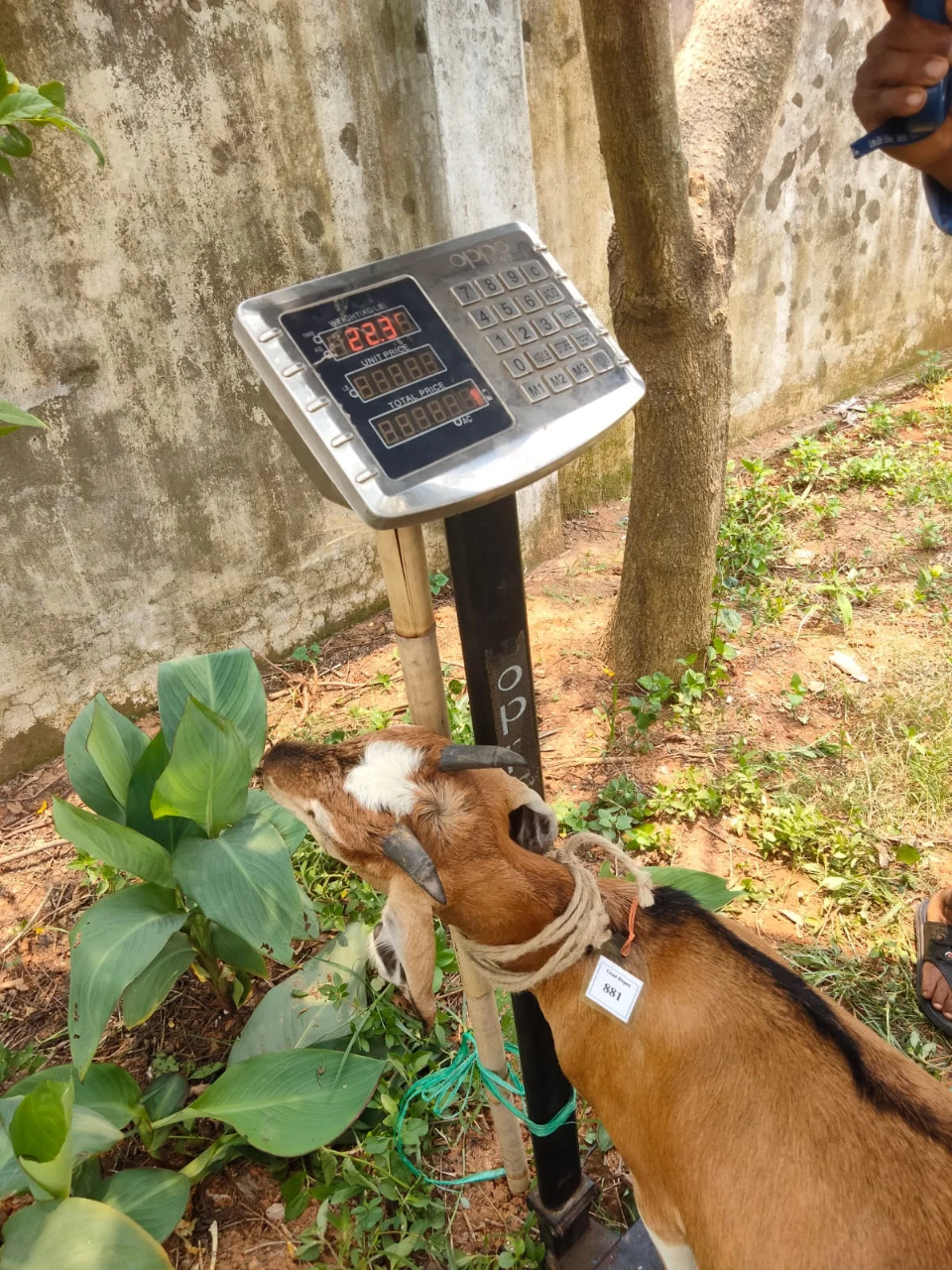 Buy দেশী ছাগল (22.3KG)  At Best Price In Bangladesh