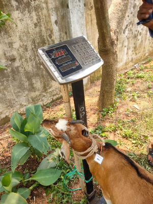 Buy দেশী ছাগল (22.3KG)  At Best Price In Bangladesh