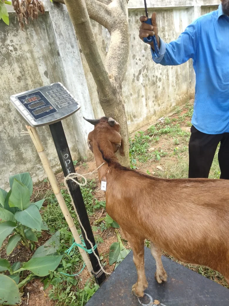 Buy দেশী ছাগল (40.5 KG)  At Best Price In Bangladesh