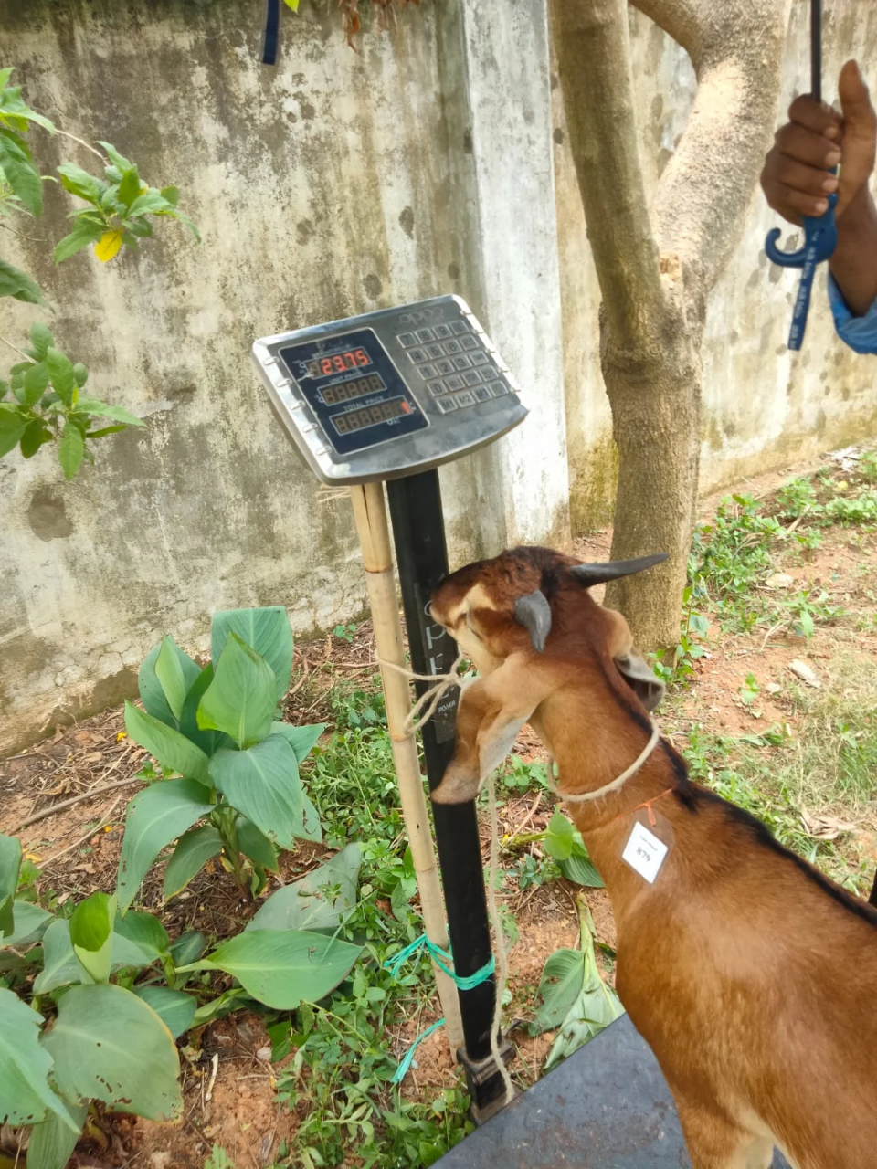 Buy দেশী ছাগল (23.7KG) At Best Price In Bangladesh