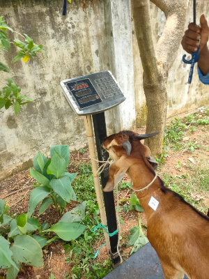 Buy দেশী ছাগল (23.7KG) At Best Price In Bangladesh