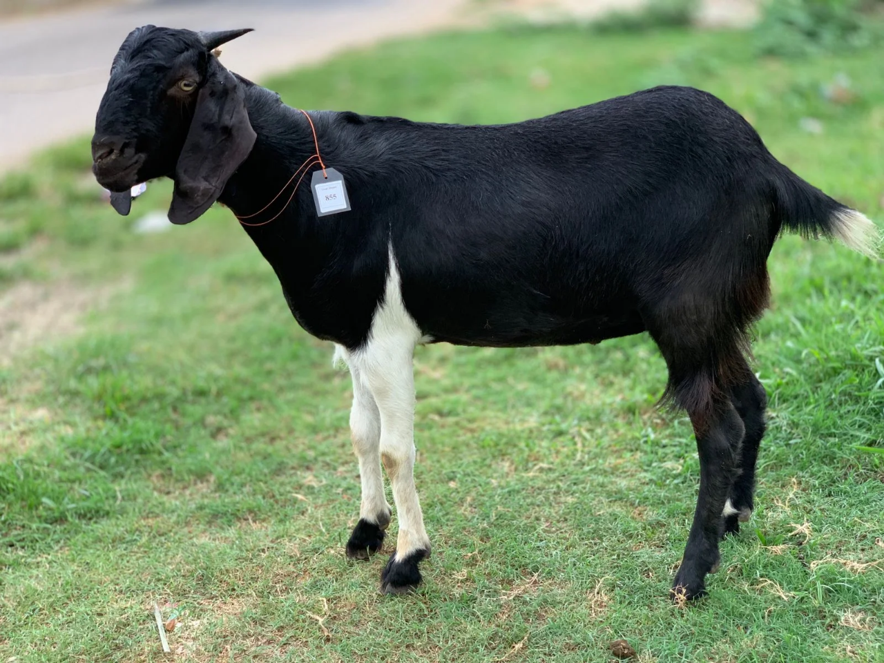 Buy দেশী ছাগল (38.9KG)   At Best Price In Bangladesh