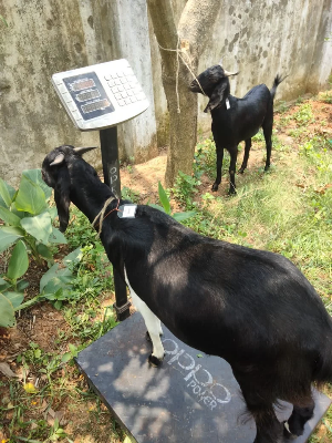 Buy দেশী ছাগল (38.9KG)   At Best Price In Bangladesh