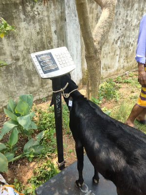 Buy দেশী ছাগল (37.1KG)   At Best Price In Bangladesh