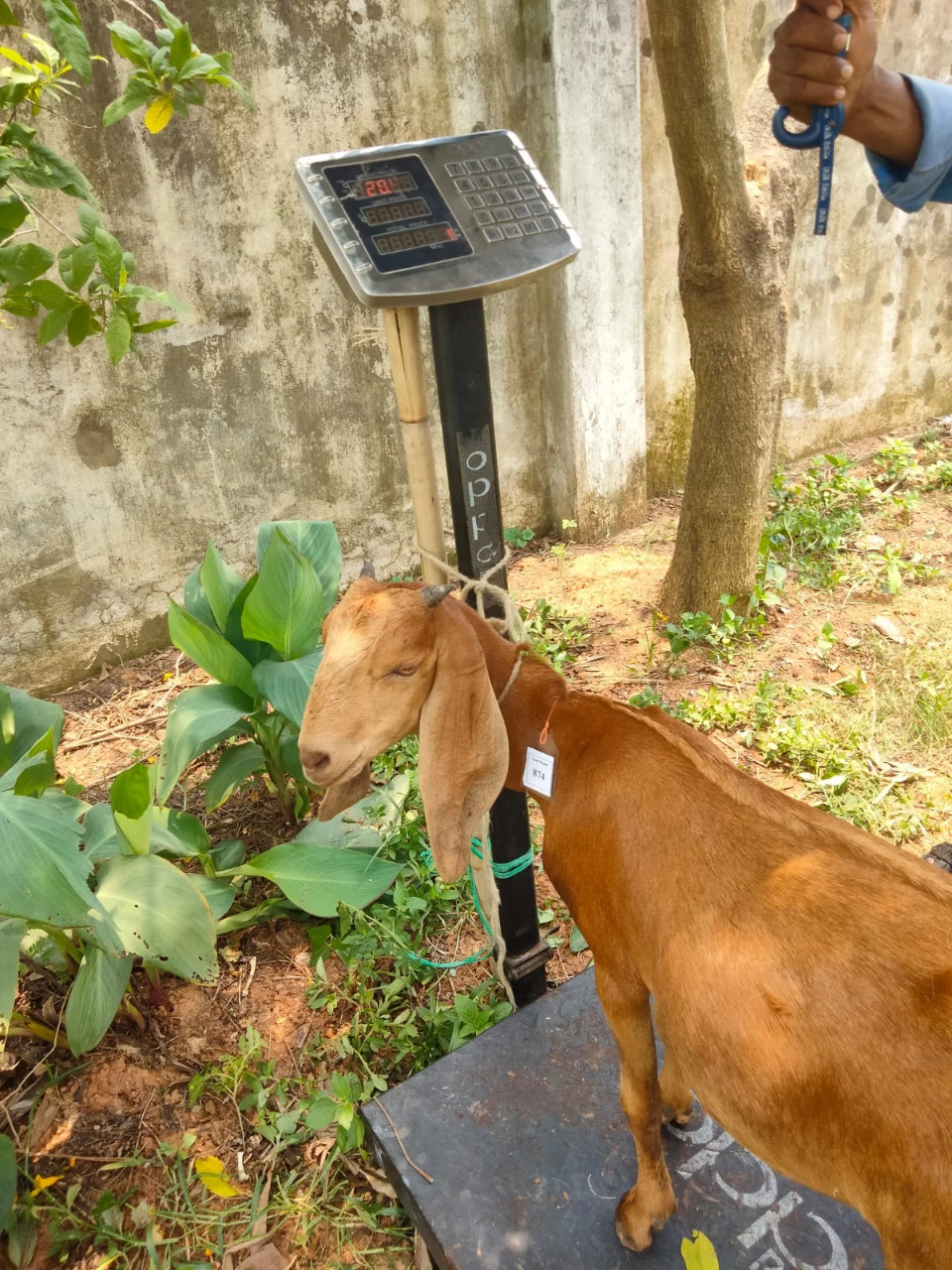 Buy  দেশী ছাগল (20.3KG)   At Best Price In Bangladesh