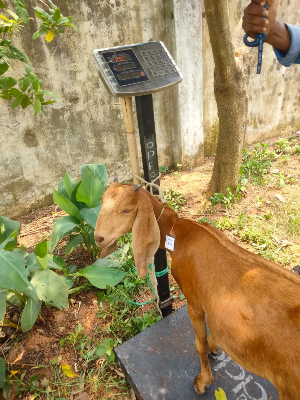 Buy  দেশী ছাগল (20.3KG)   At Best Price In Bangladesh