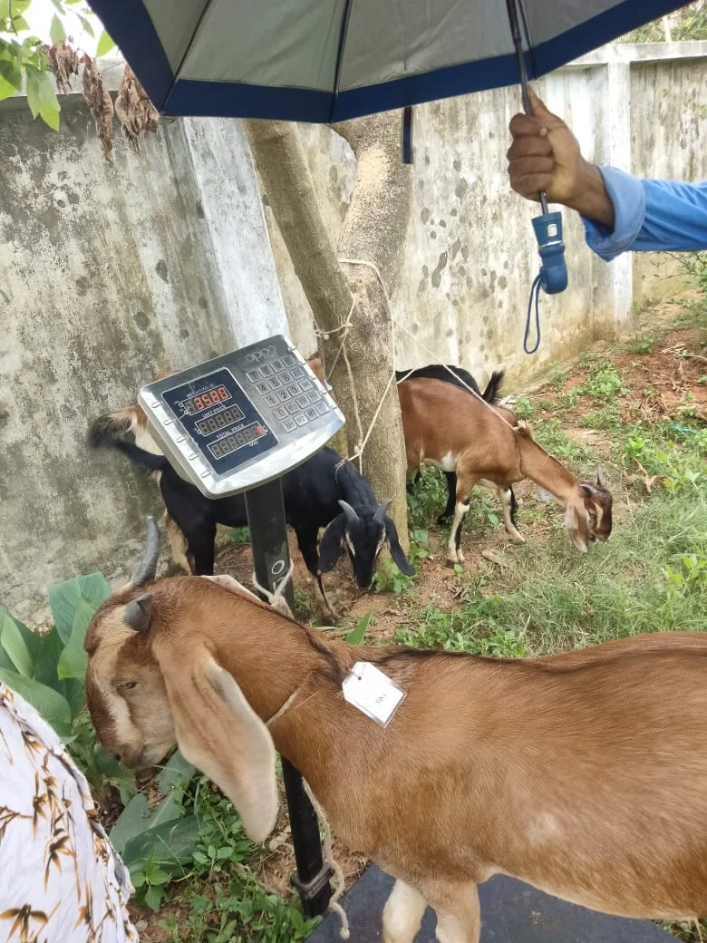 Buy দেশী ছাগল (35.8KG)   At Best Price In Bangladesh