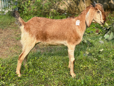 Buy দেশী ছাগল (42.5KG)   At Best Price In Bangladesh