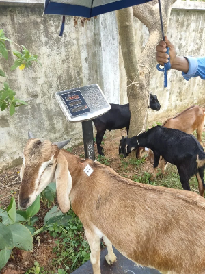 Buy দেশী ছাগল (42.5KG)   At Best Price In Bangladesh