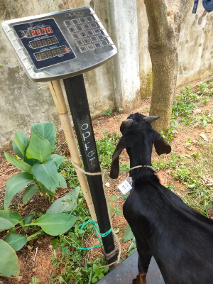 Buy  দেশী ছাগল (23.7KG) At Best Price In Bangladesh