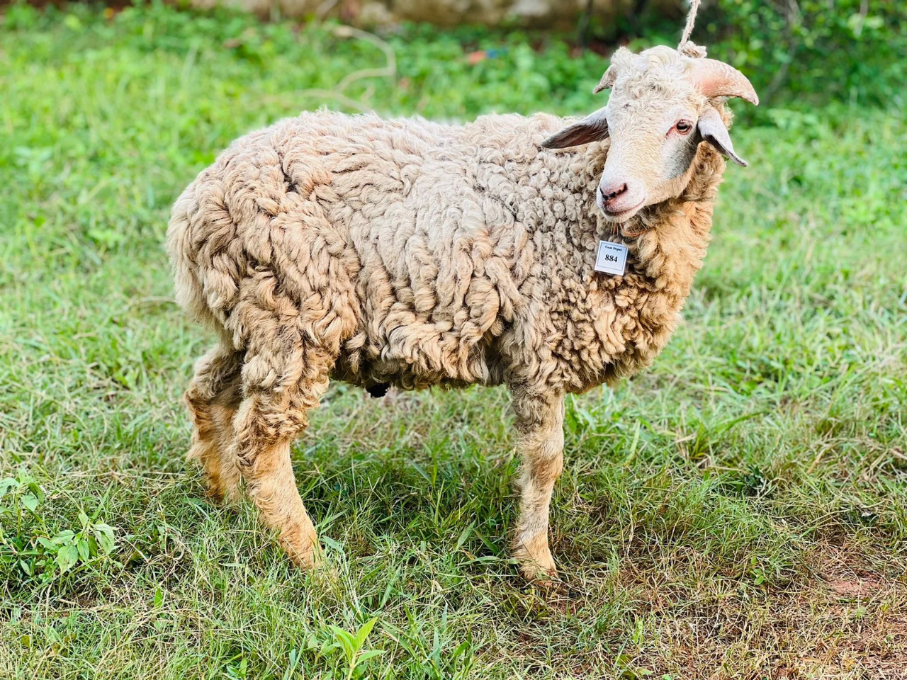 দেশী  ভেড়া  (20.4KG)  