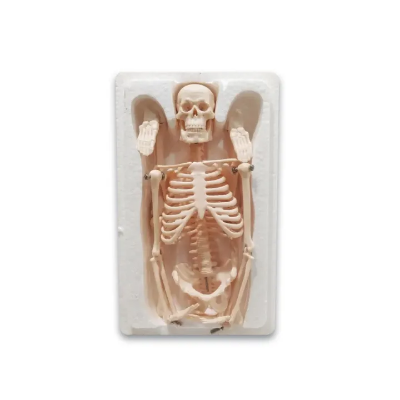 Buy  Human Skeleton With Stand Online in  at Best Prices in Bangladesh