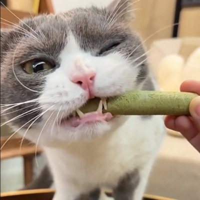 Picture of Grass Catmint Molar Rod Dental Care Chewing Snacks Teeth Clean Freeze Dried Snacks Hairballs Control Treat