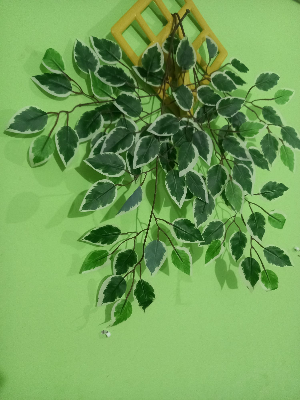 Buy  Artifical Leaf 2 pieces Mix Multicolor Green and White with Hanger Free  at Best Prices in Bangladesh