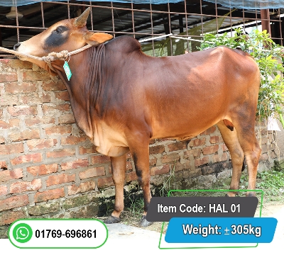 Picture of Local Bull (দেশি ষাঁড়) 305KG 
